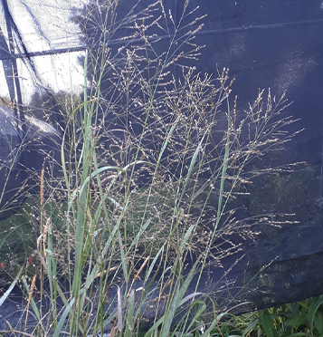 Switch Grass / Panicum virgatum