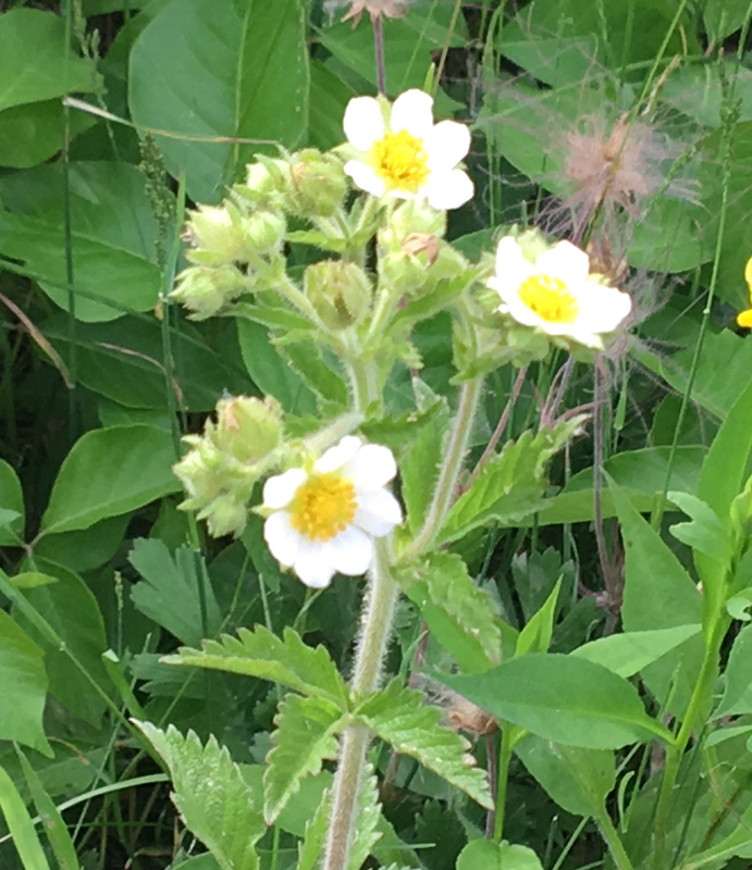 Tall (Prairie) Cinquefoil