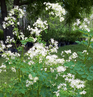 Tall Meadow Rue