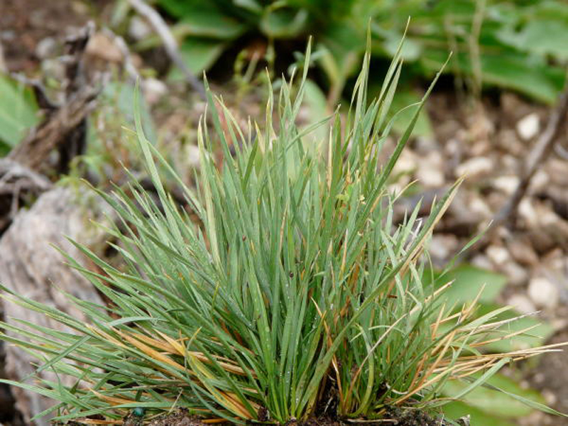 Tufted Hair Grass