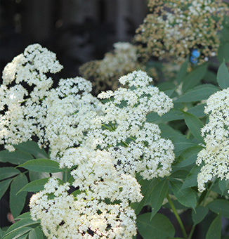 American Elderberry / Sambucus canadensis