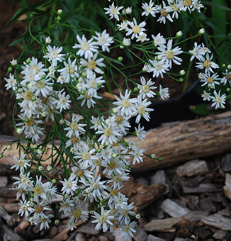 Upland White Goldenrod