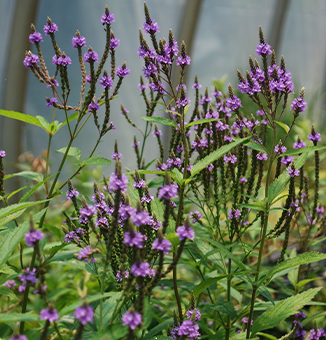 Blue Vervain / Verbena hastata