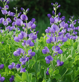 Blue Wild Indigo / Baptisia australis