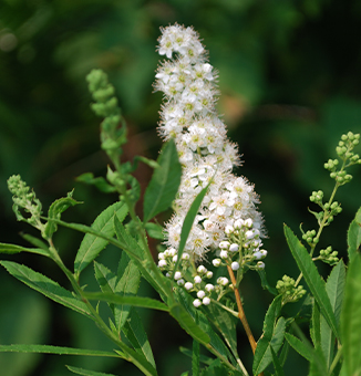 White Meadowsweet / Spirea alba