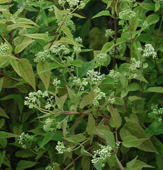 White Snakeroot / Ageratina altissima