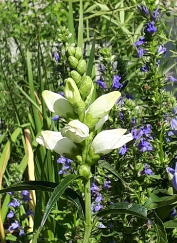 White Turtlehead