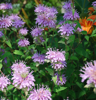 Wild Bergamot / Monarda fistulosa