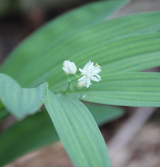 Starry False Solomon's Seal / Maianthemum stellatum