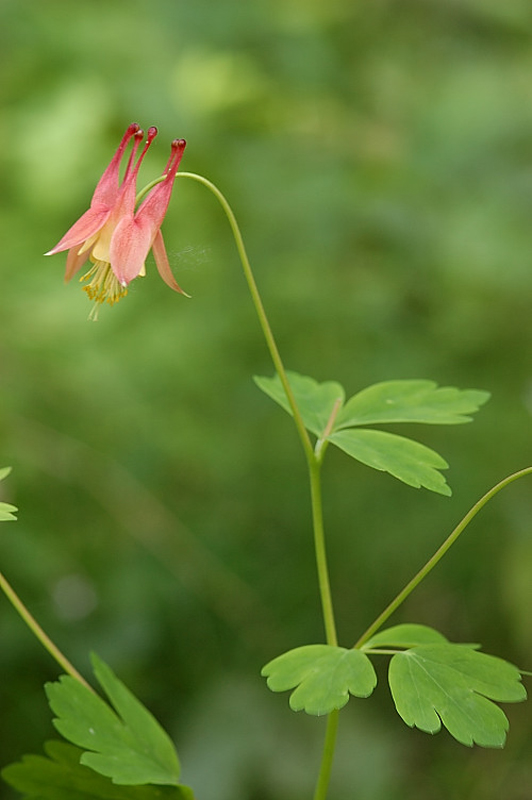 Wild Columbine / Aquilegia canadensis