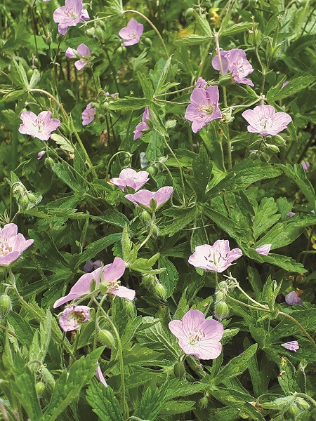 Wild Geranium / Geranium maculatum