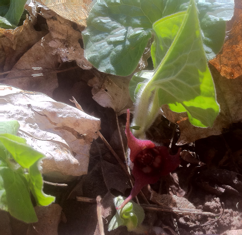 Wild Ginger / Asarum canadense