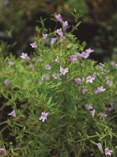 Wild Savory