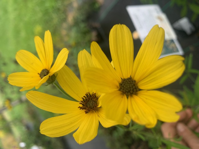 Tall Coreopsis / Coreopsis tripteris