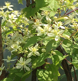 Virgin's Bower / Clematis virginiana