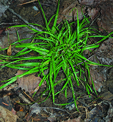 Dewey's Sedge