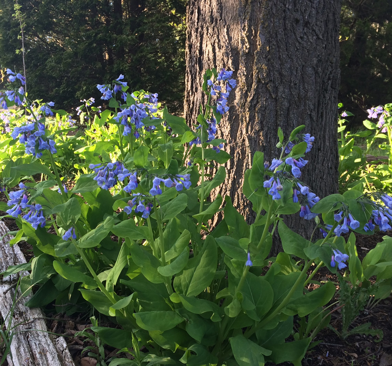 Virginia Bluebells / Mertensia virginica
