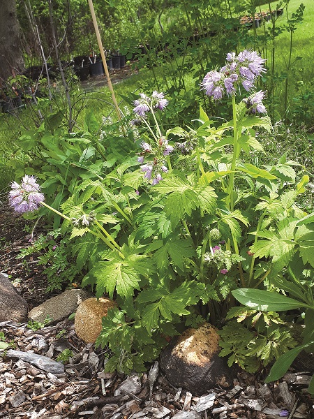Virginia Waterleaf / Hydrophyllum virginianum