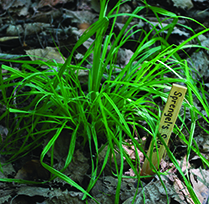 Sprengel&#39;s Sedge / Carex sprengelii