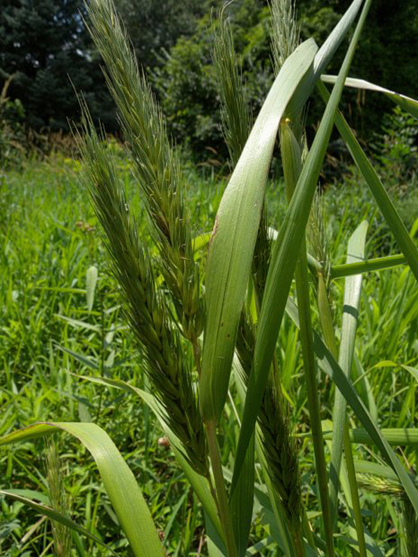 Virginia Wild Rye