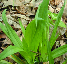 White Bear Sedge / Carex albursina