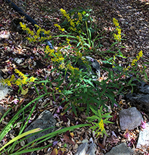 Blue-stemmed Goldenrod / Solidago caesia