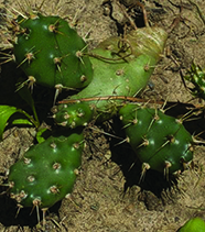Little Prickly Pear / Optunia fragilis