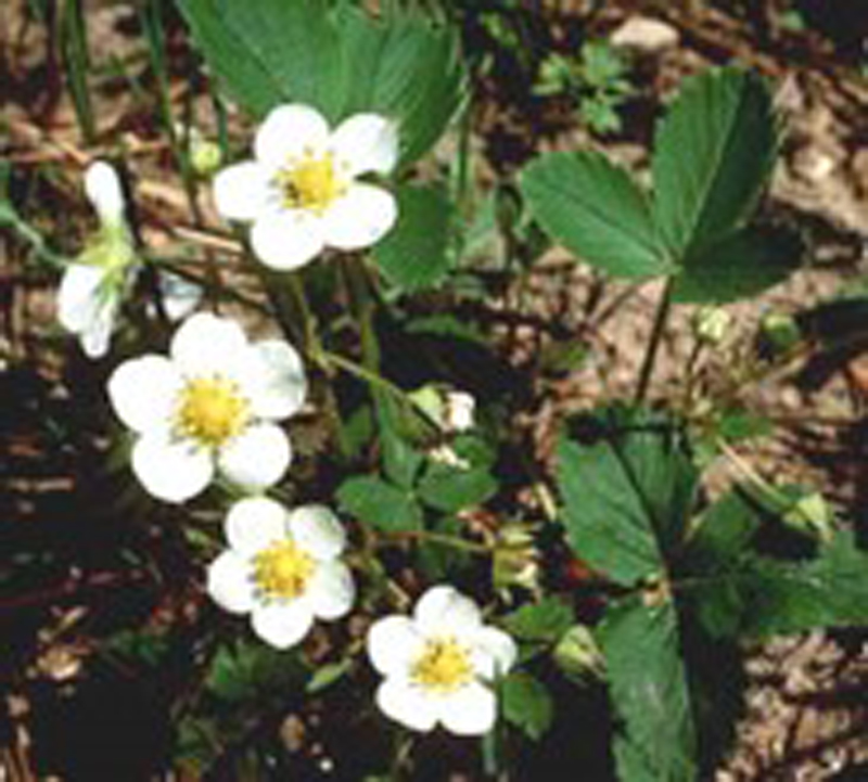 Wild Strawberry / Fragaria virginiana