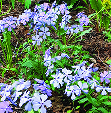 Woodland Phlox / Phlox divaricata