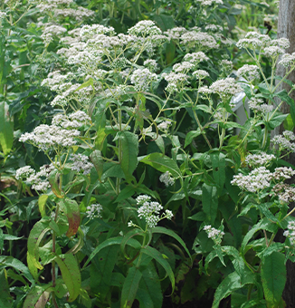 Boneset / Eupatorium perfoliatum