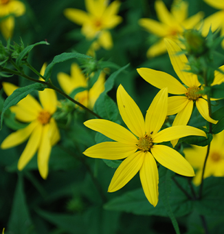 Woodland Sunflower / Helianthus divaricatus