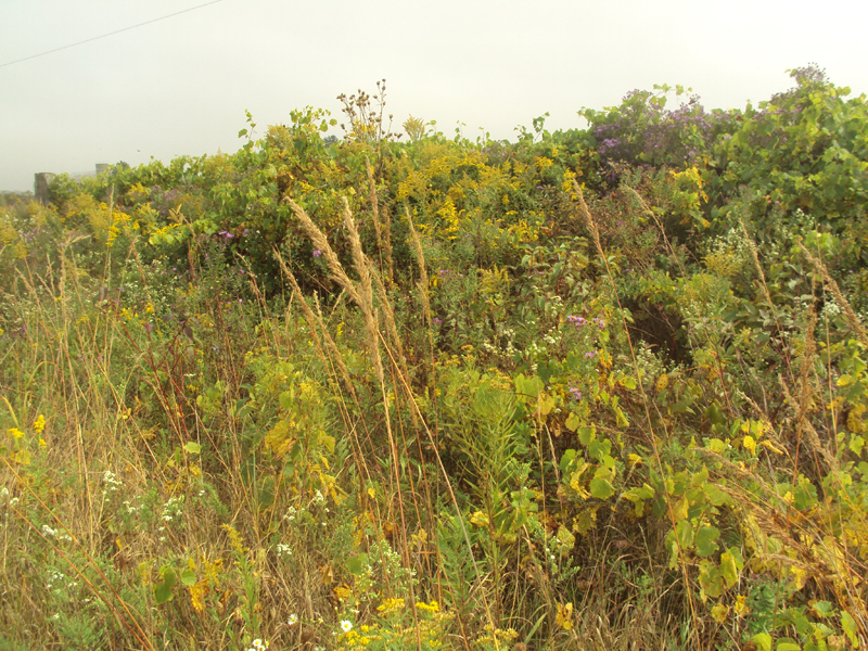 Yellow Prairie Grass / Sorgastrum nutans