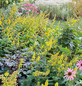 Zig-Zag Goldenrod / Solidago flexicaulis