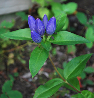 Bottle Gentian / Gentiana andrewsii