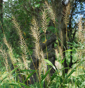 Bottlebrush Grass / Elymus hystrix