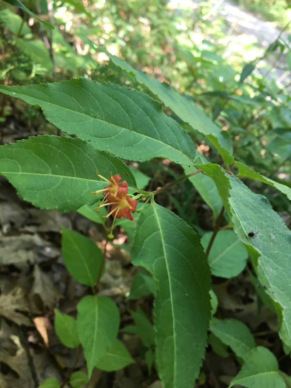 Bush Honeysuckle / Diervilla lonicera