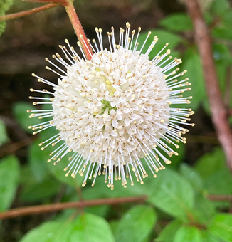 Buttonbush / Cephalanthus occidentalis