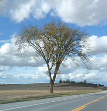 American Elm / Ulmus americana