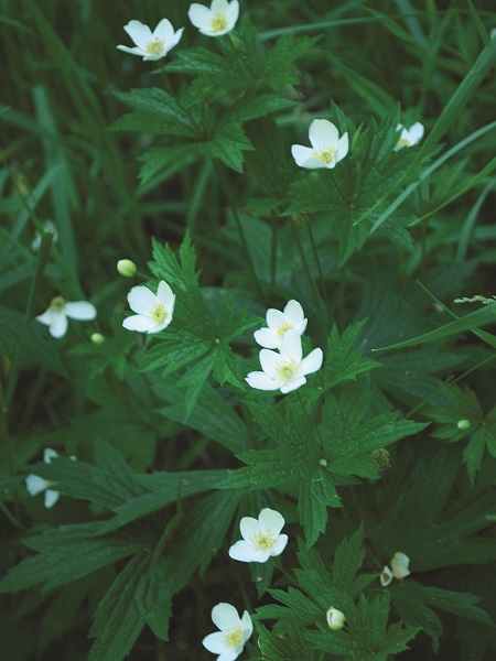 Canada Anemone / Anemone canadensis