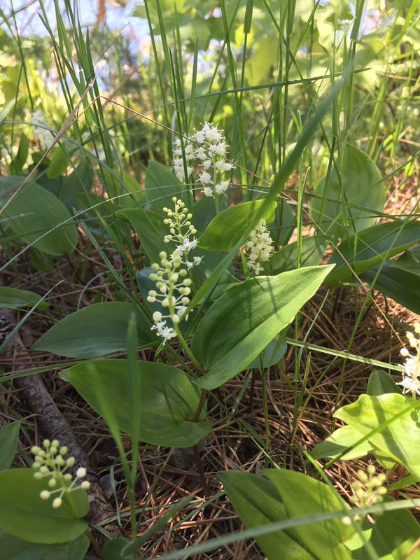 Canada Mayflower / Maianthemum canadense