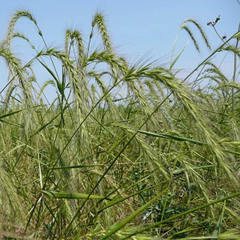 Canada Wild Rye / Elymus canadensis