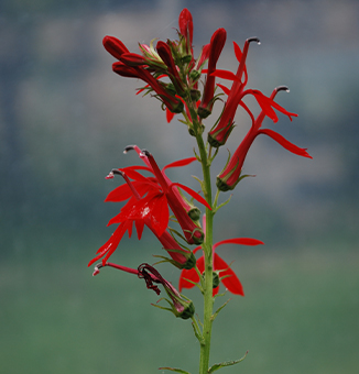 Cardinal Flower