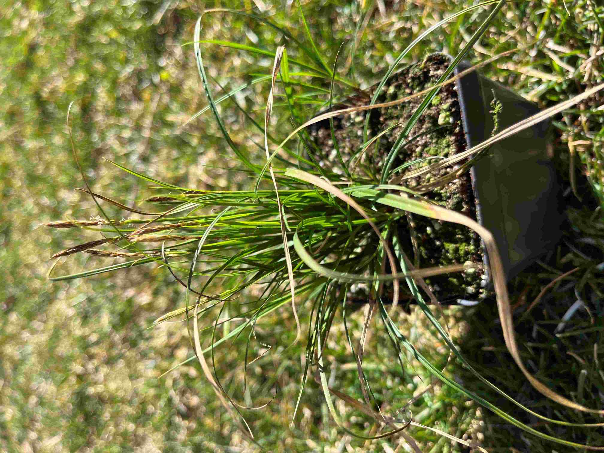 Carex Pensylvanica