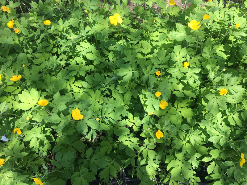 Celadine (Wood) Poppy / Stylophorum diphyllum