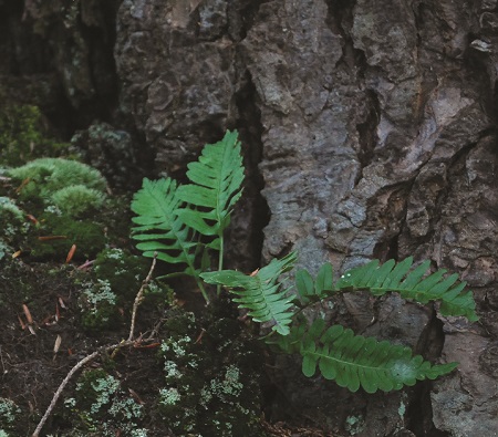 Christmas Fern