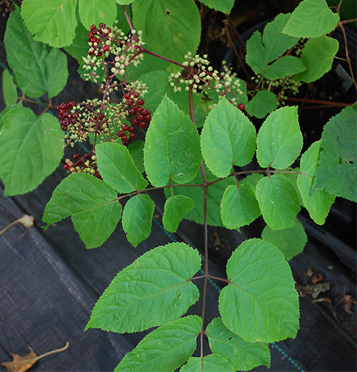 American Spikenard / Aralia racemosa