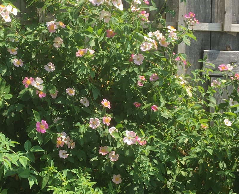 Climbing Prairie Rose / Rosa setigera