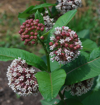 Common Milkweed / Asclepias syriaca