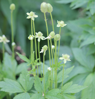 Common Thimbleweed