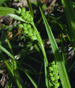 Common Wood Sedge / Carex blanda